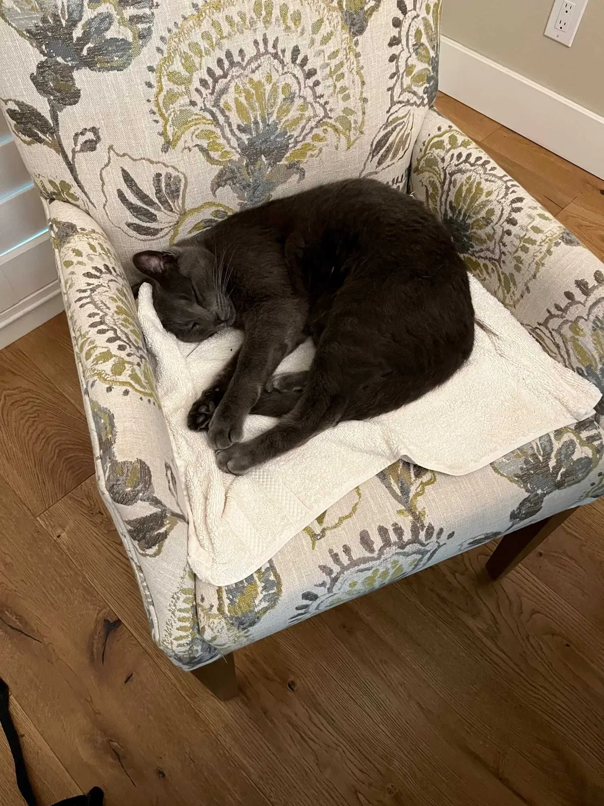 Lost cat in Sacramento, CA, 95864