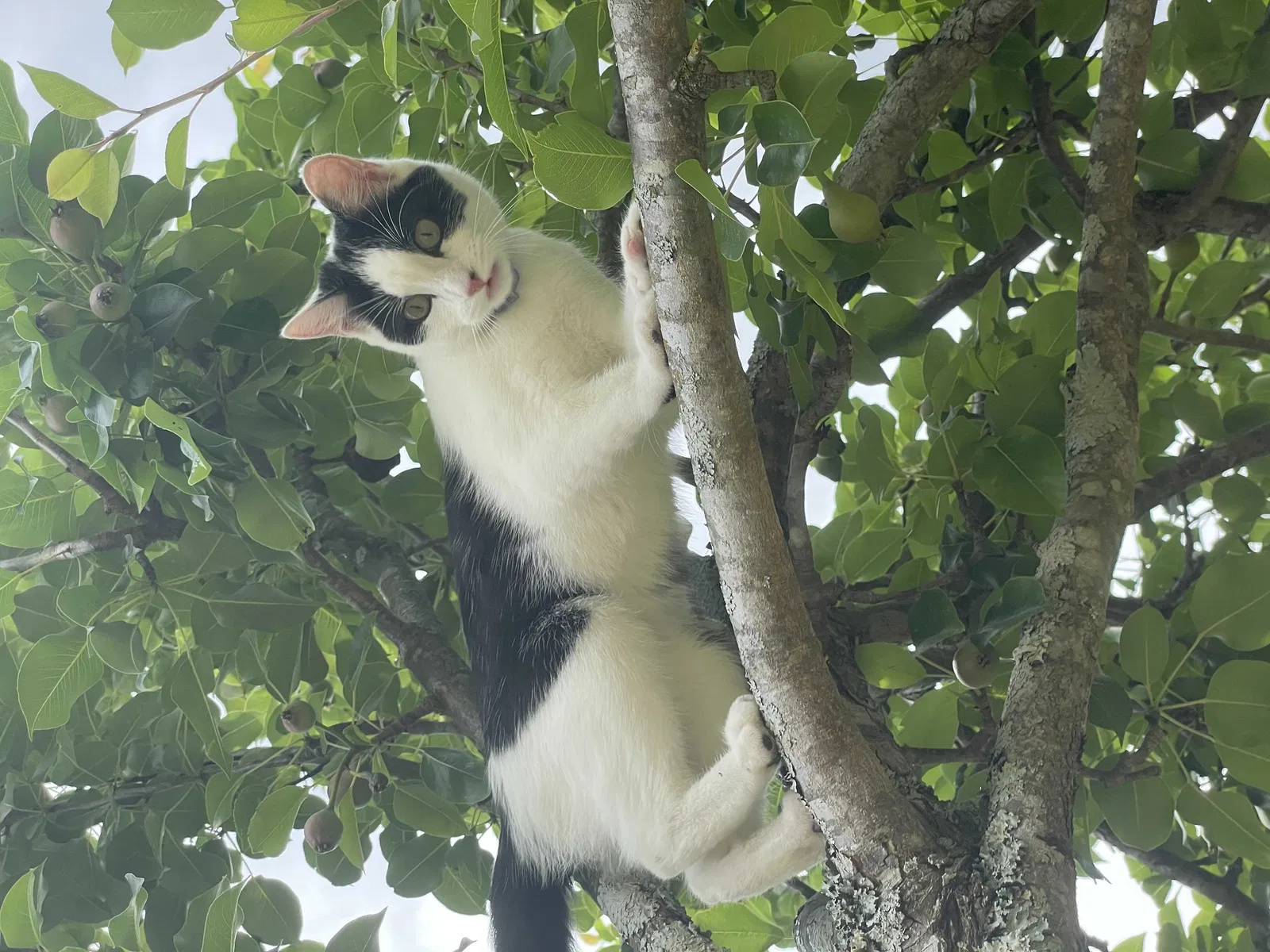 Lost cat in Hoschton, GA, 30548