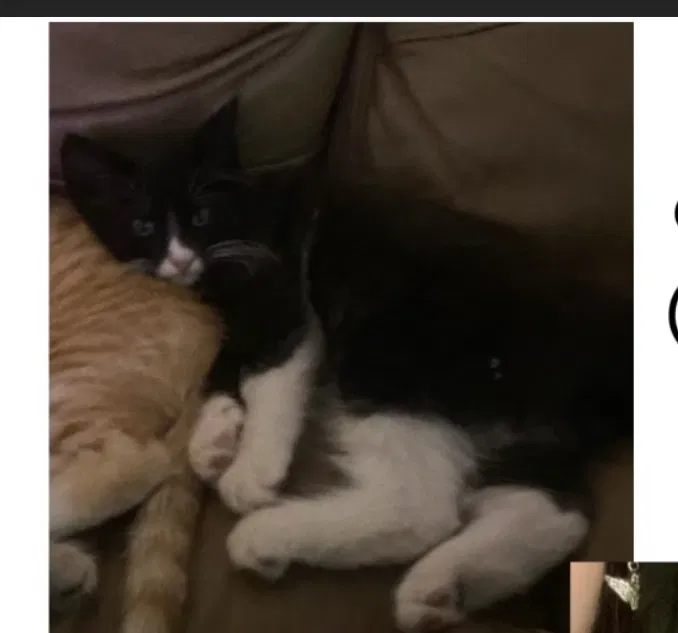 Lost cat in Houston, TX, 77056