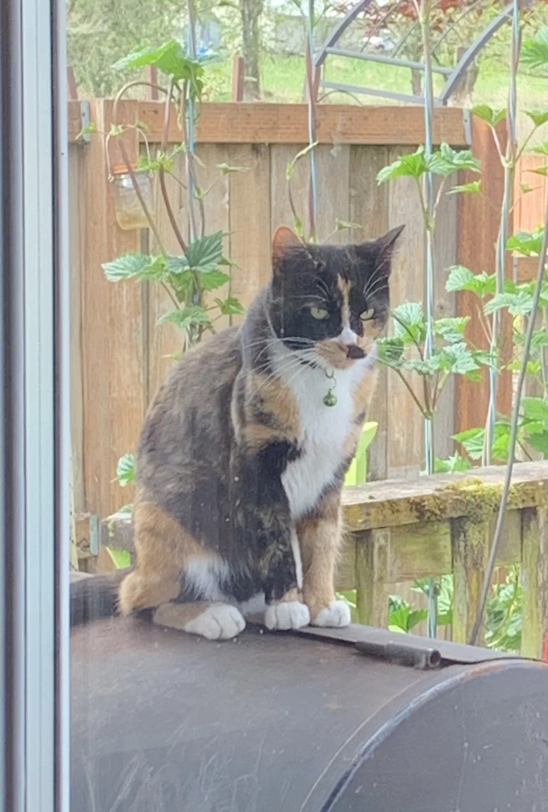 Lost cat in Cornelius, OR, 97113