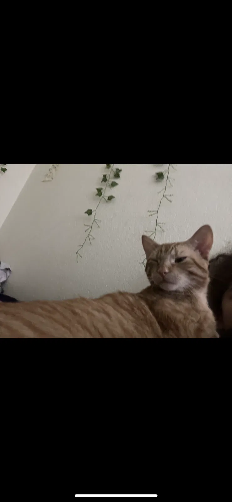 Lost cat in Canyon Country, CA, 91387