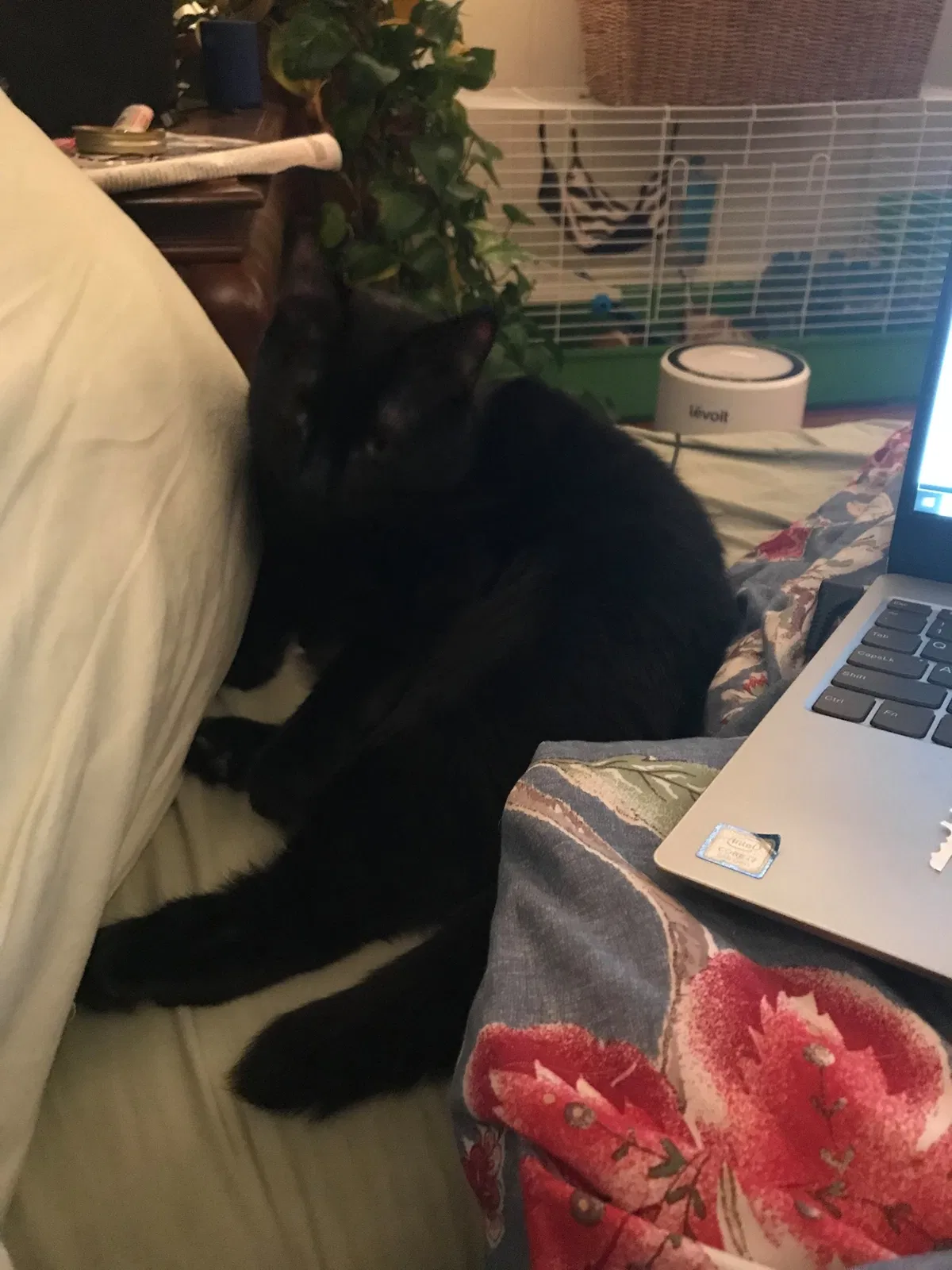Lost cat in Slate Hill, NY, 10973