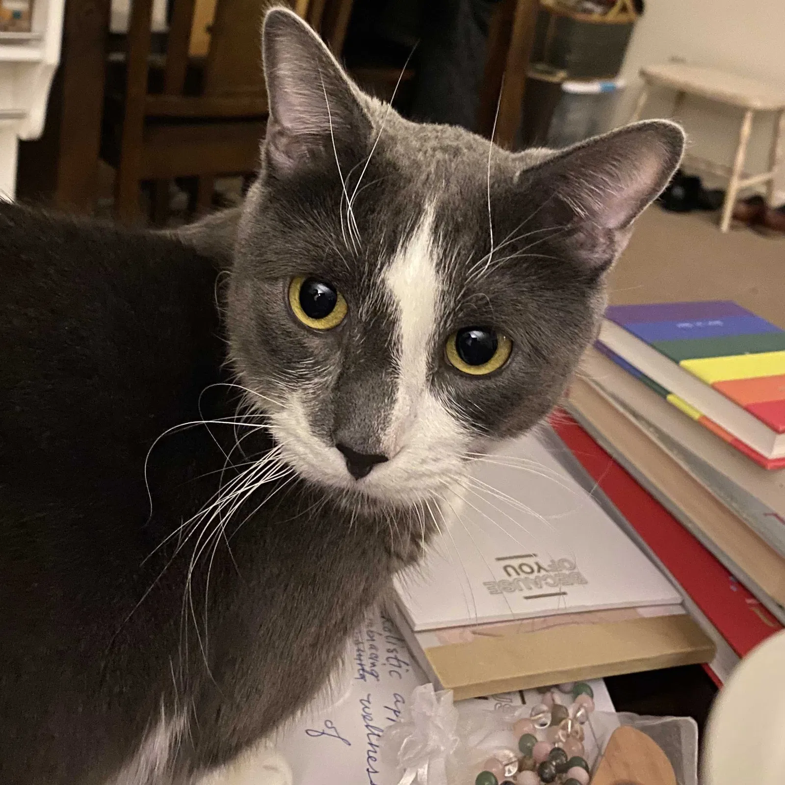 Lost cat in Unknown, OR, 97003
