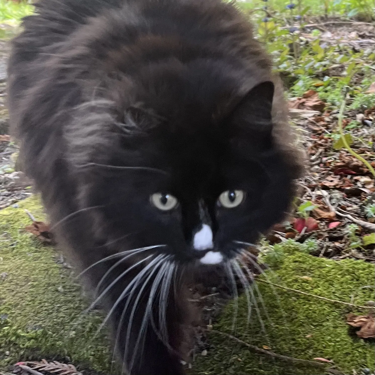 Lost cat in Port Orchard, WA, 98366
