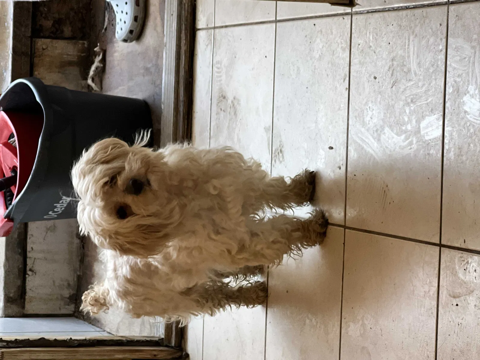 Lost dog in Hackensack, NJ, 7601