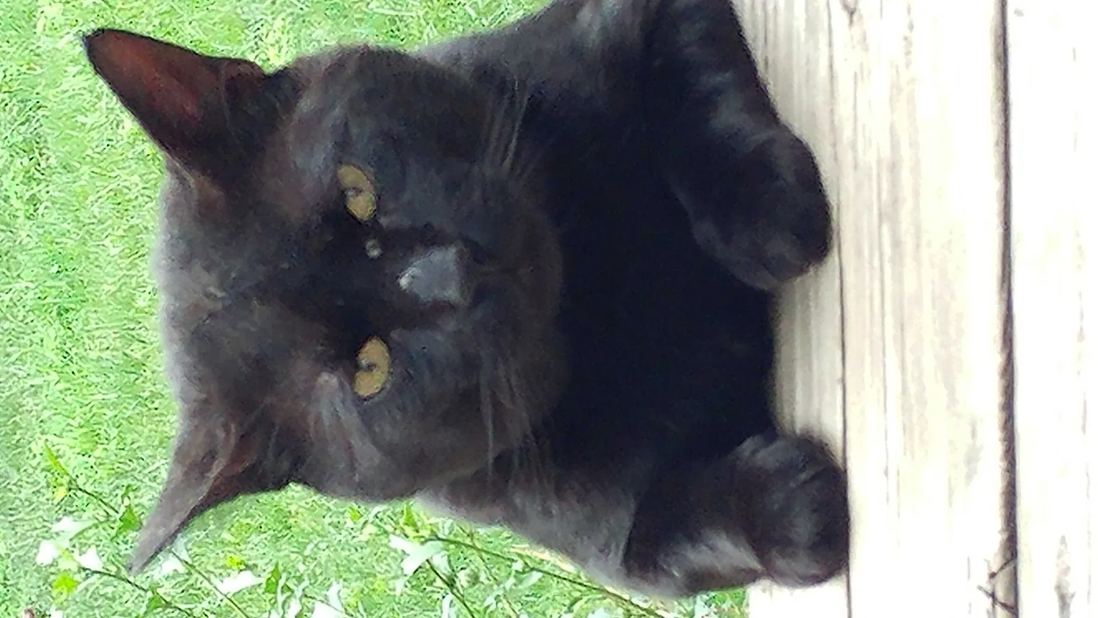 Lost cat in Tuckahoe, NY, 10707