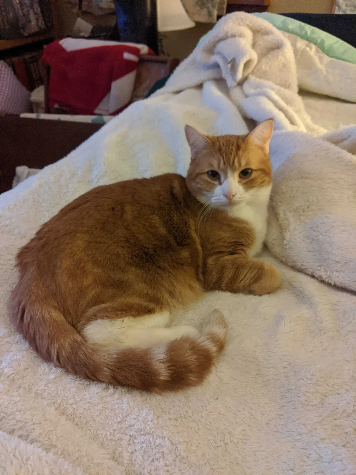 Lost cat in Portland, OR, 97224