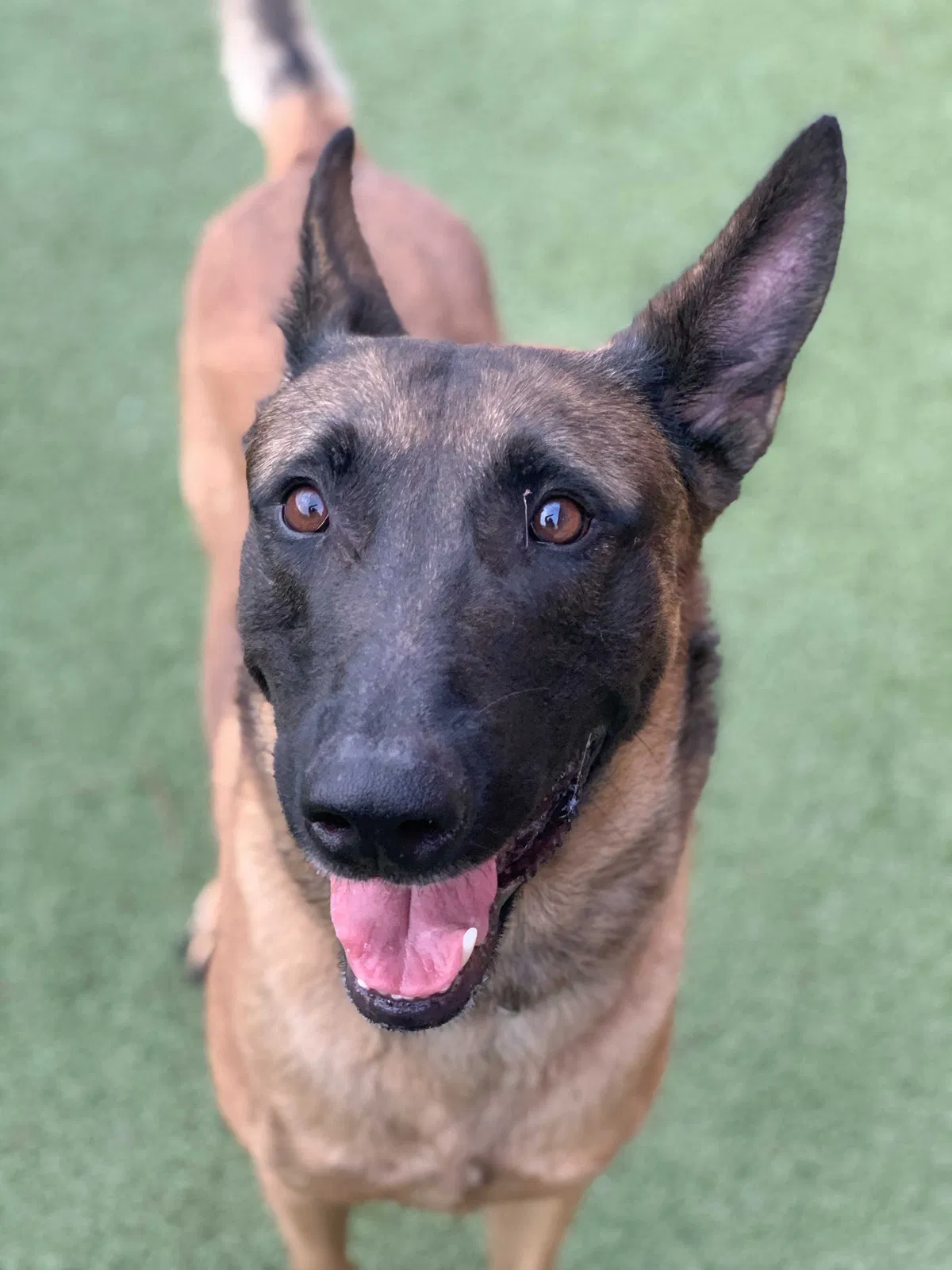 Lost dog in Richmond, TX, 77469