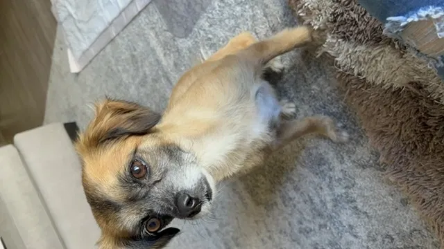 Lost dog in Fresno, CA, 93711