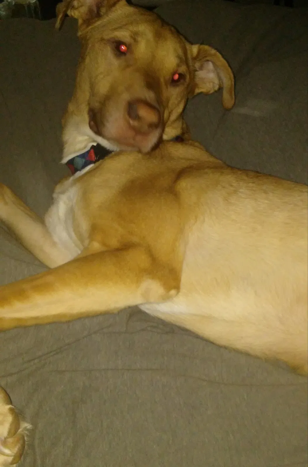 Lost dog in Detroit, MI, 48224
