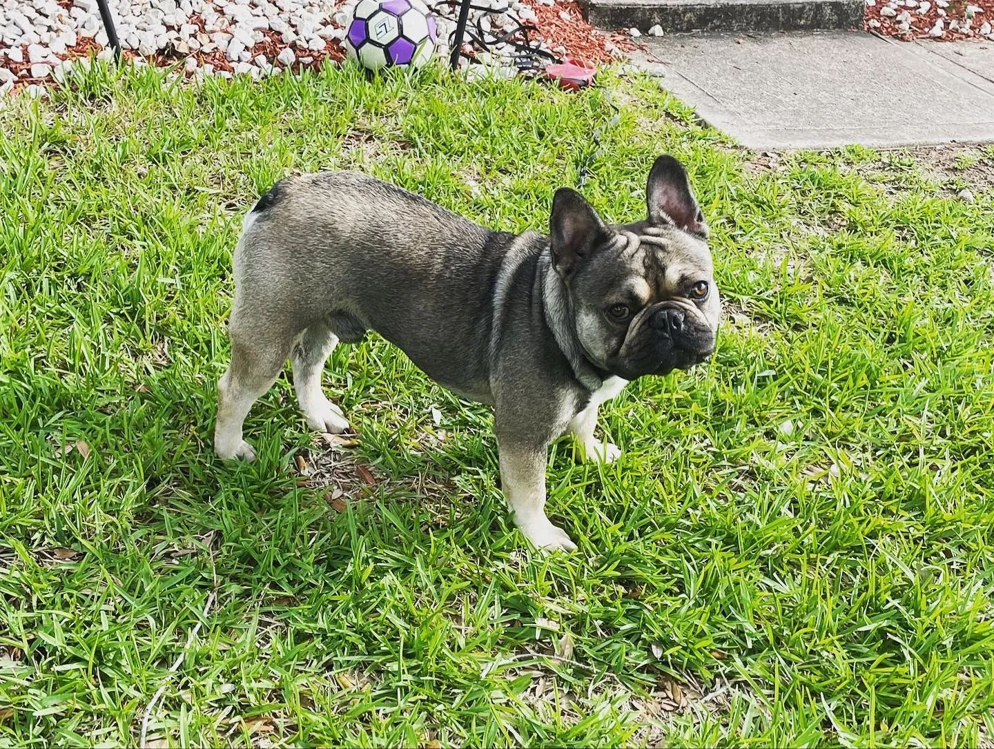 Lost dog in Houston, TX, 77047