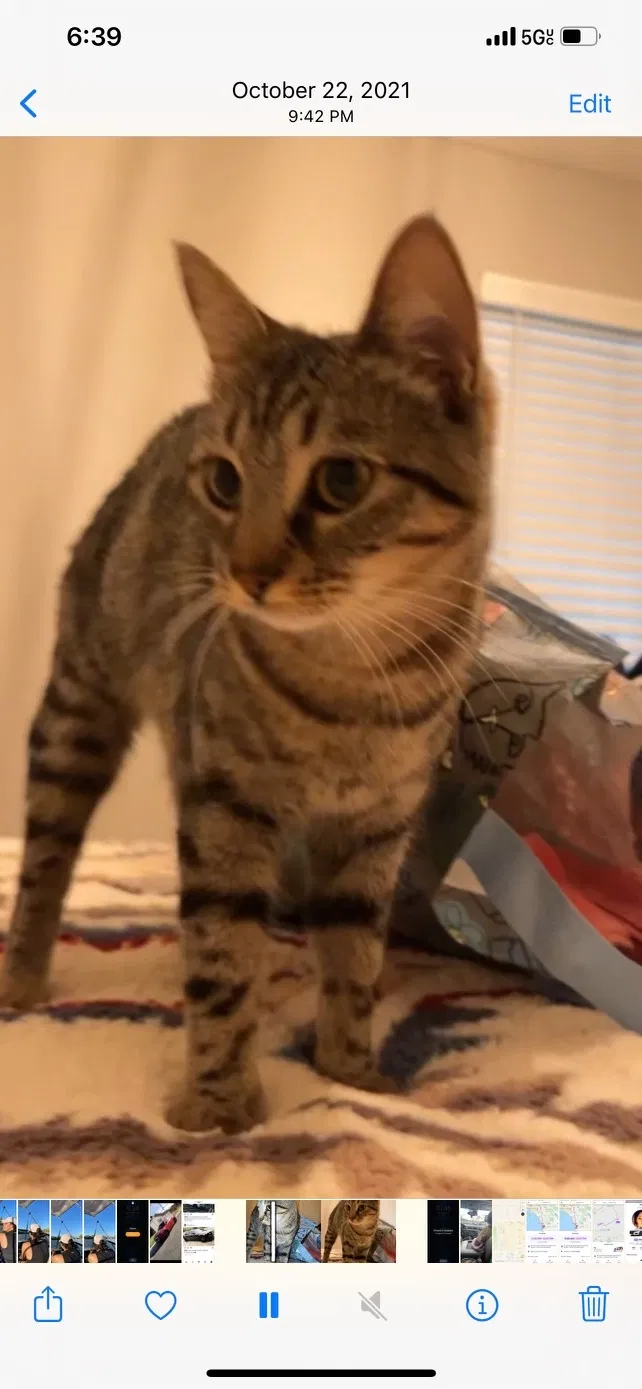 Lost cat in Sacramento, CA, 95825
