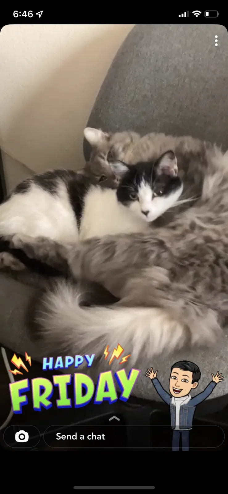 Lost cat in Kennedale, TX, 76060