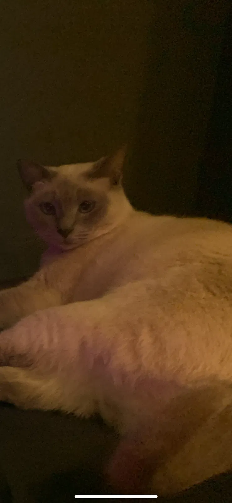 Lost cat in West Islip, NY, 11795
