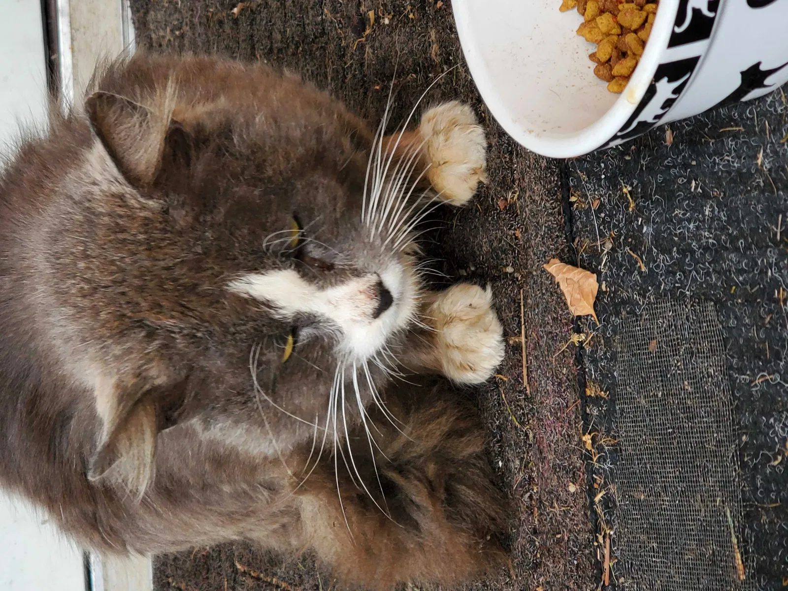 Found cat in Kalama, WA, 98625