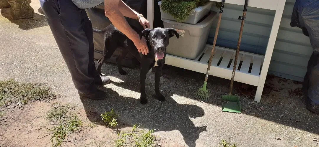 Found dog in Pensacola, FL, 32506