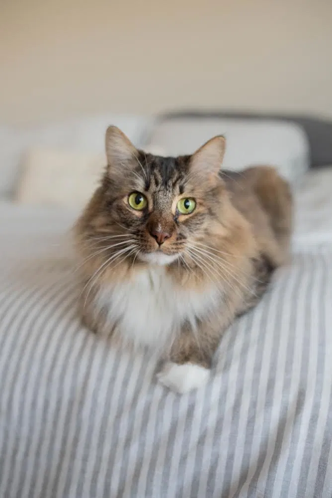 Lost cat in Keller, TX, 76244