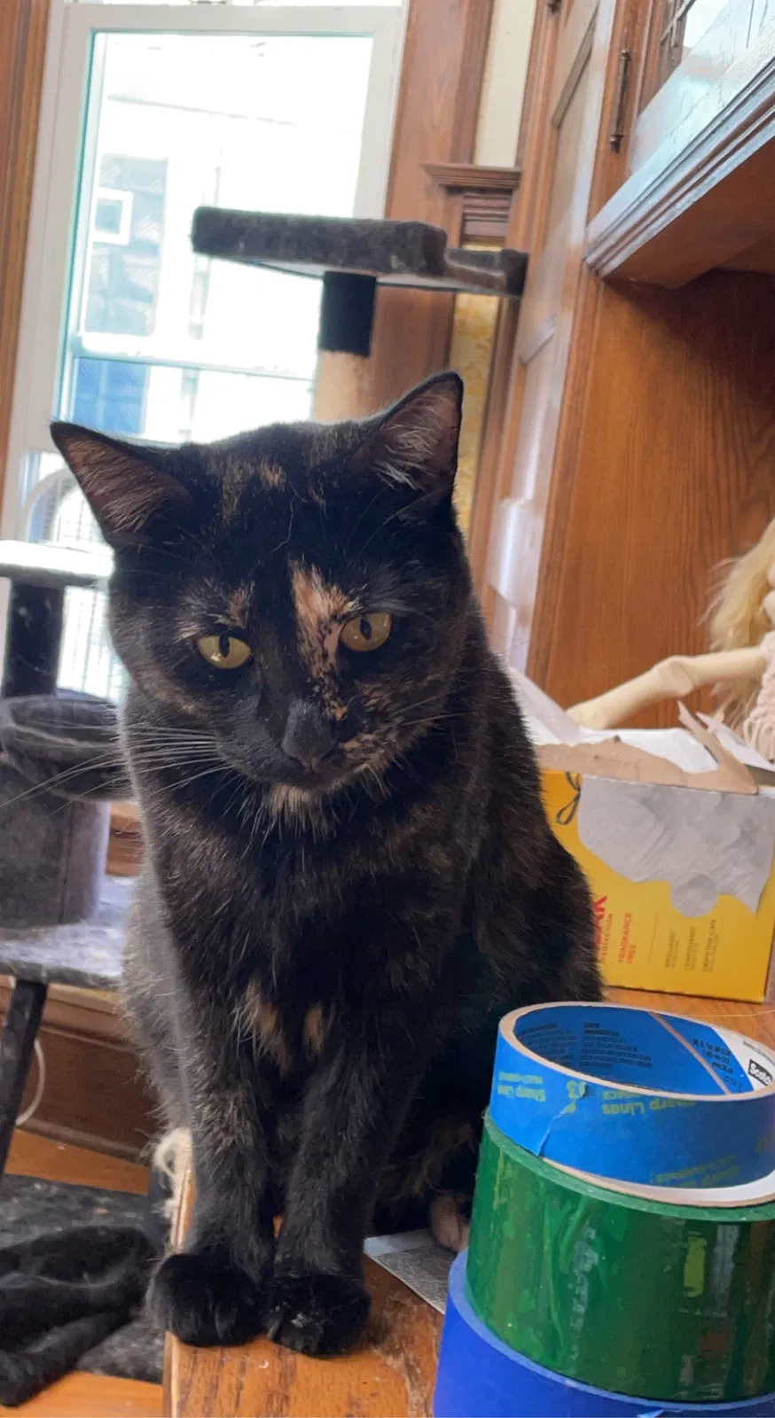 Lost cat in Saint Paul, MN, 55104