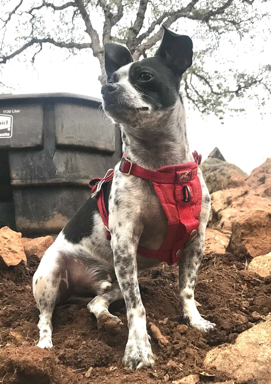 Lost dog in Angels Camp, CA, 95222