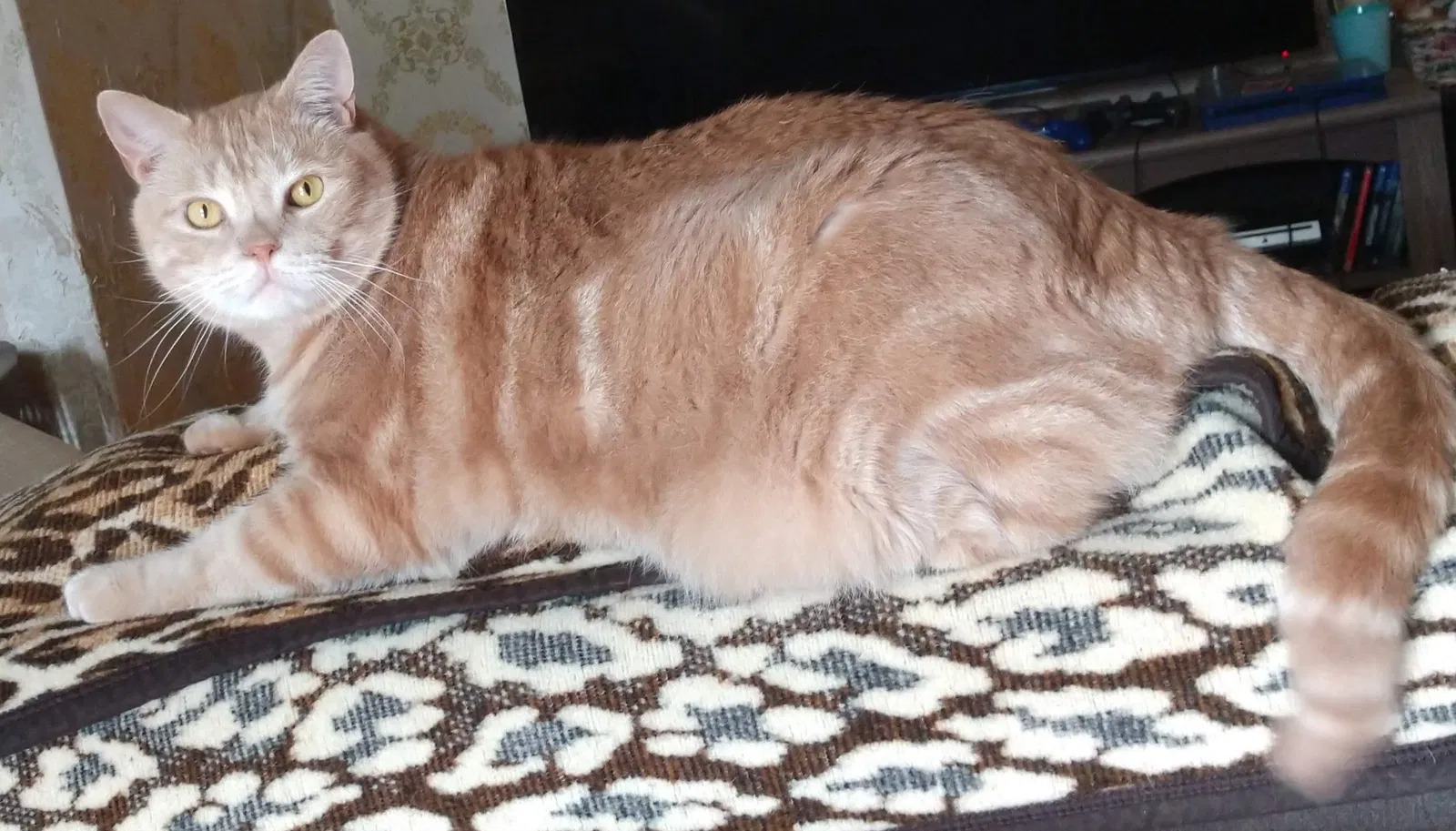 Lost cat in Marshall, MI, 49068