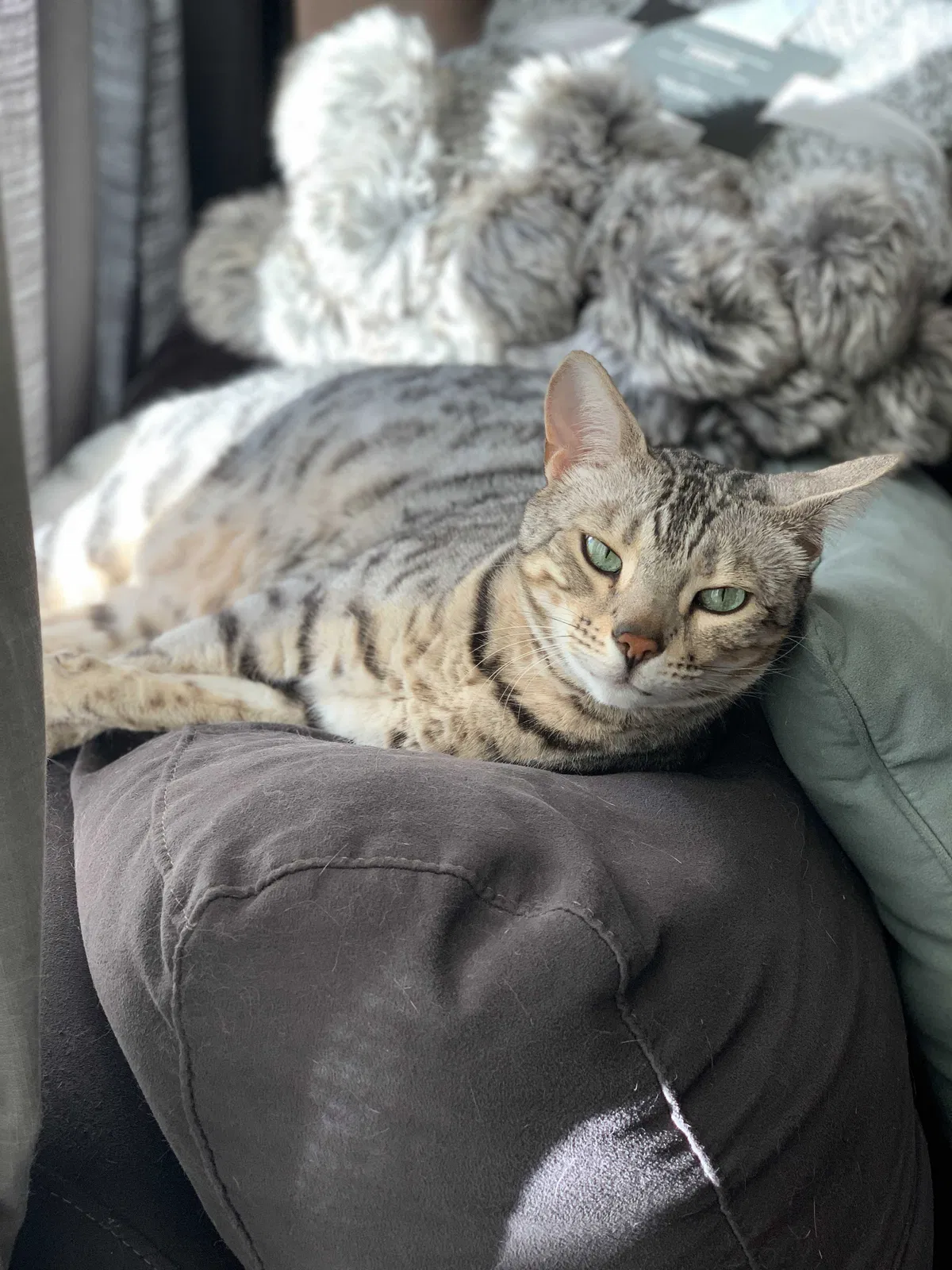 Lost cat in Saint Petersburg, FL, 33704