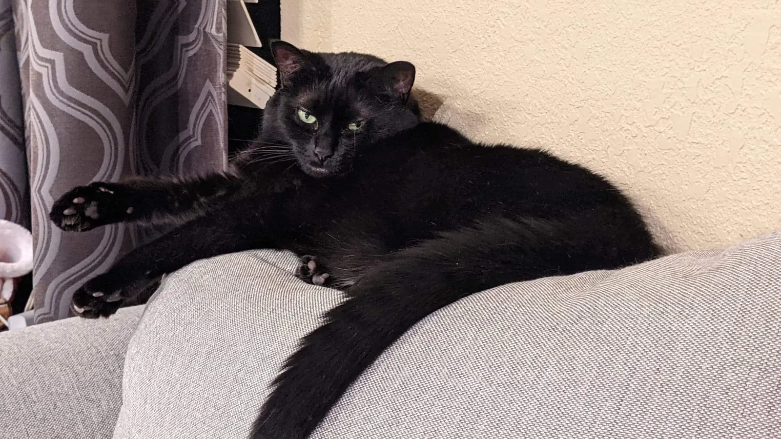 Lost cat in Spring, TX, 77373