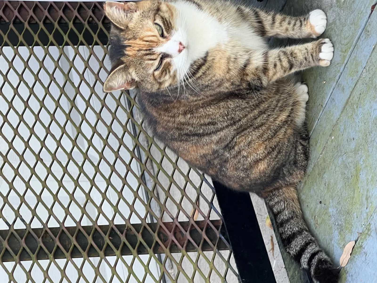 Lost cat in Tampa, FL, 33613