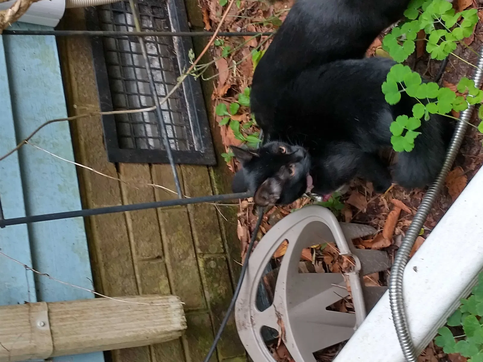 Lost cat in Suffolk, VA, 23432