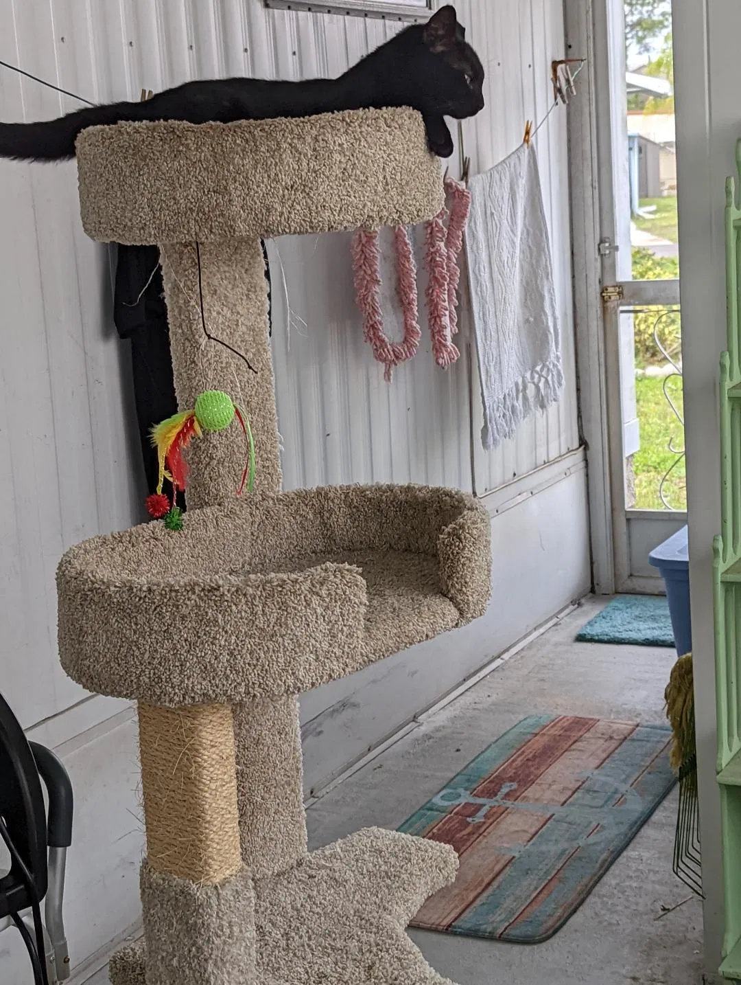 Lost cat in Saint Petersburg, FL, 33716
