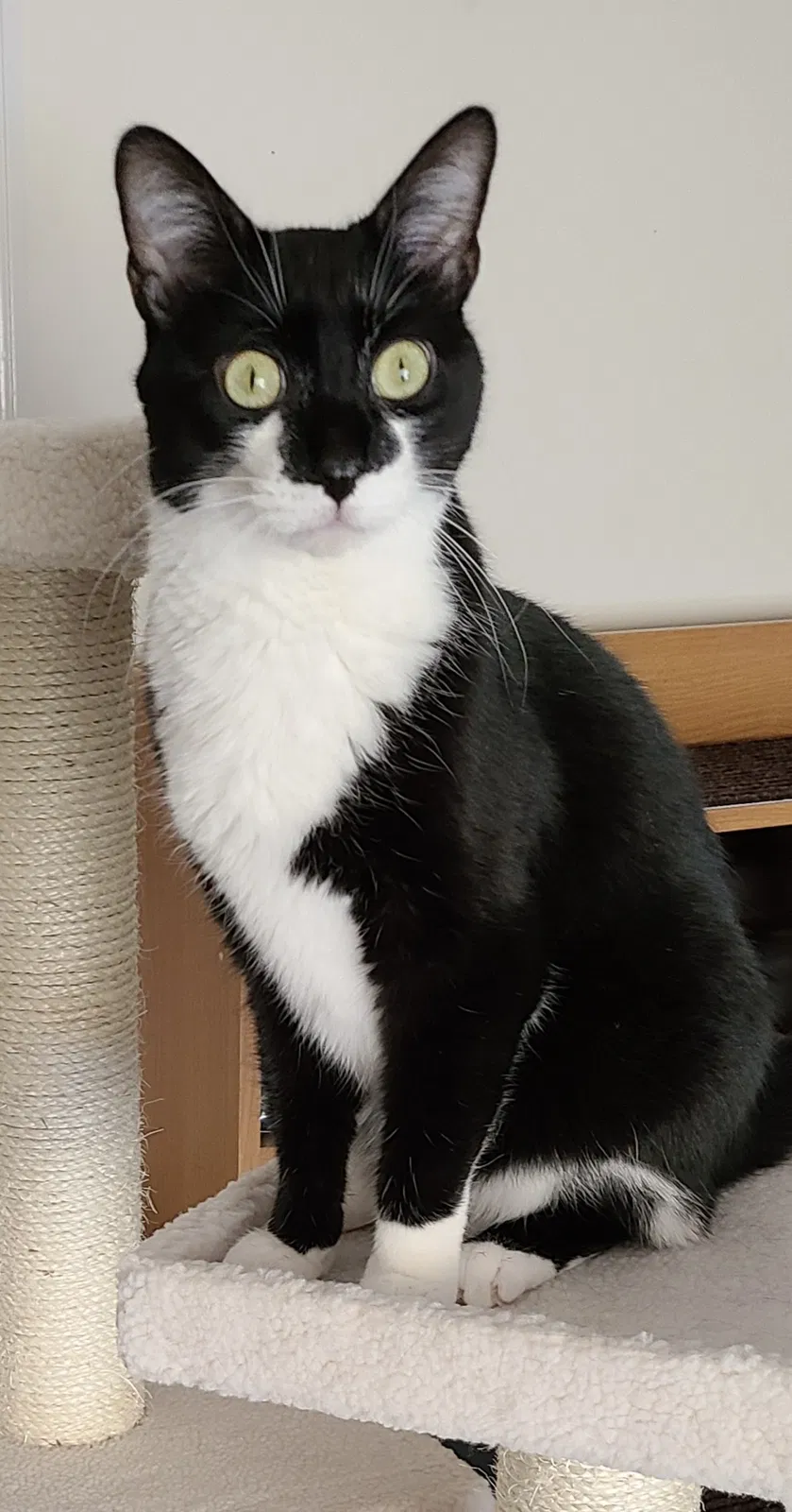 Lost cat in Grovetown, GA, 30813