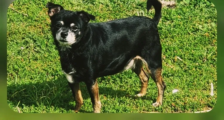 Lost dog in San Bernardino, CA, 92407