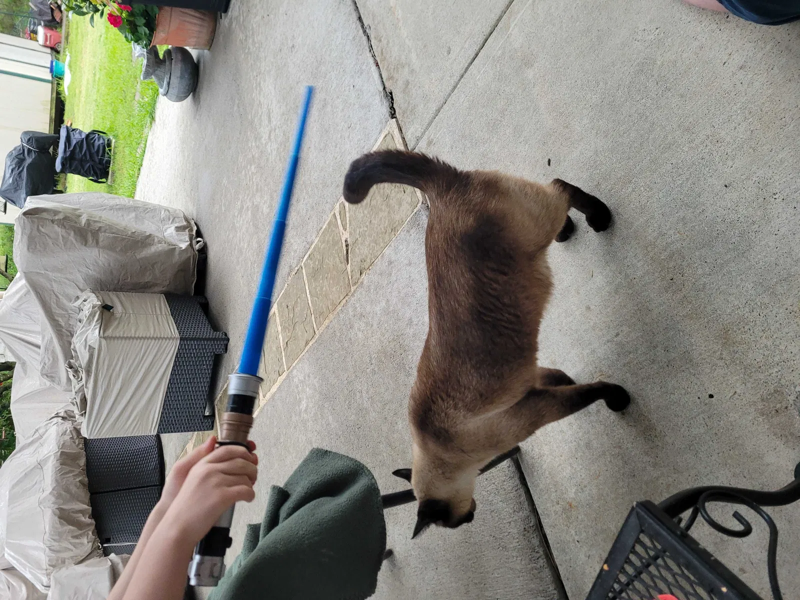 Lost cat in Farmersville, TX, 75442