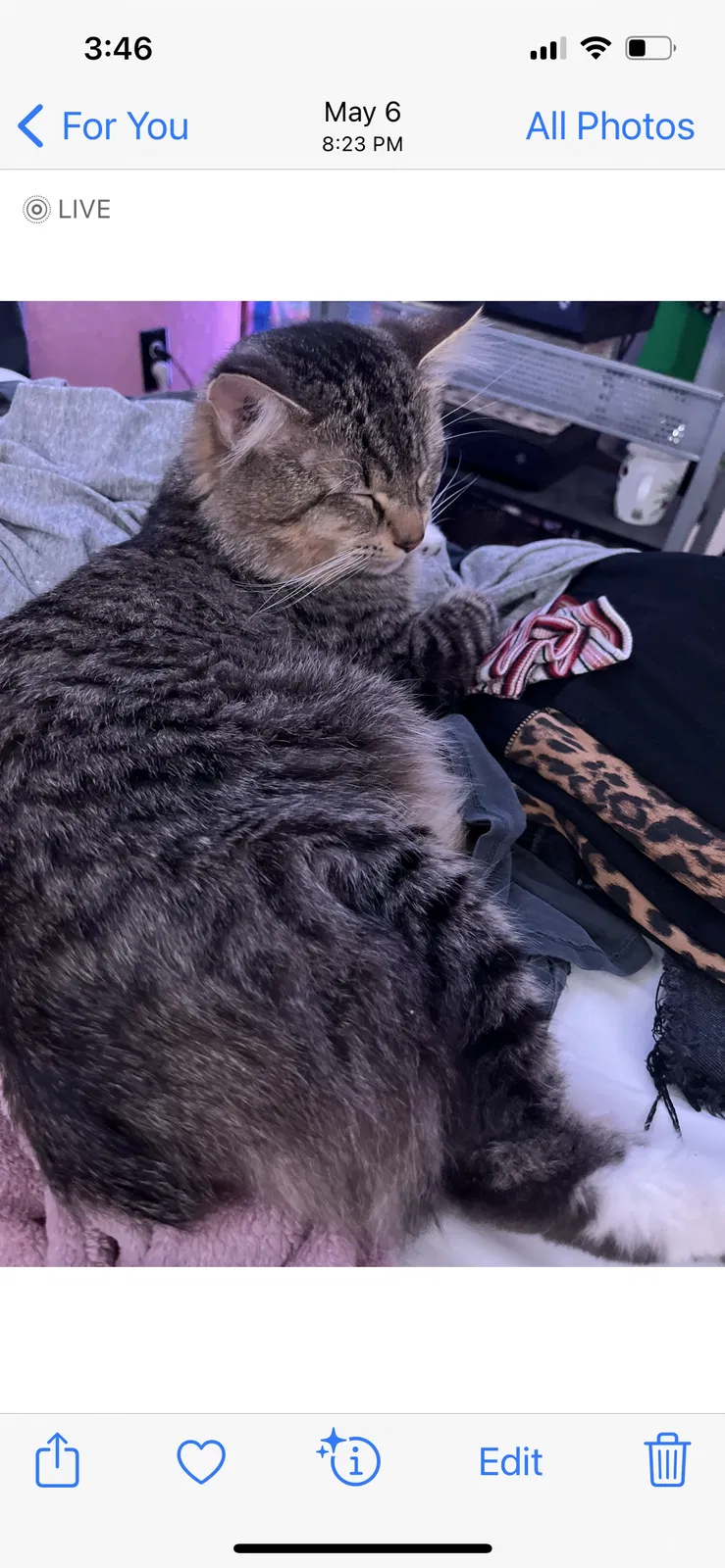 Lost cat in New Port Richey, FL, 34655