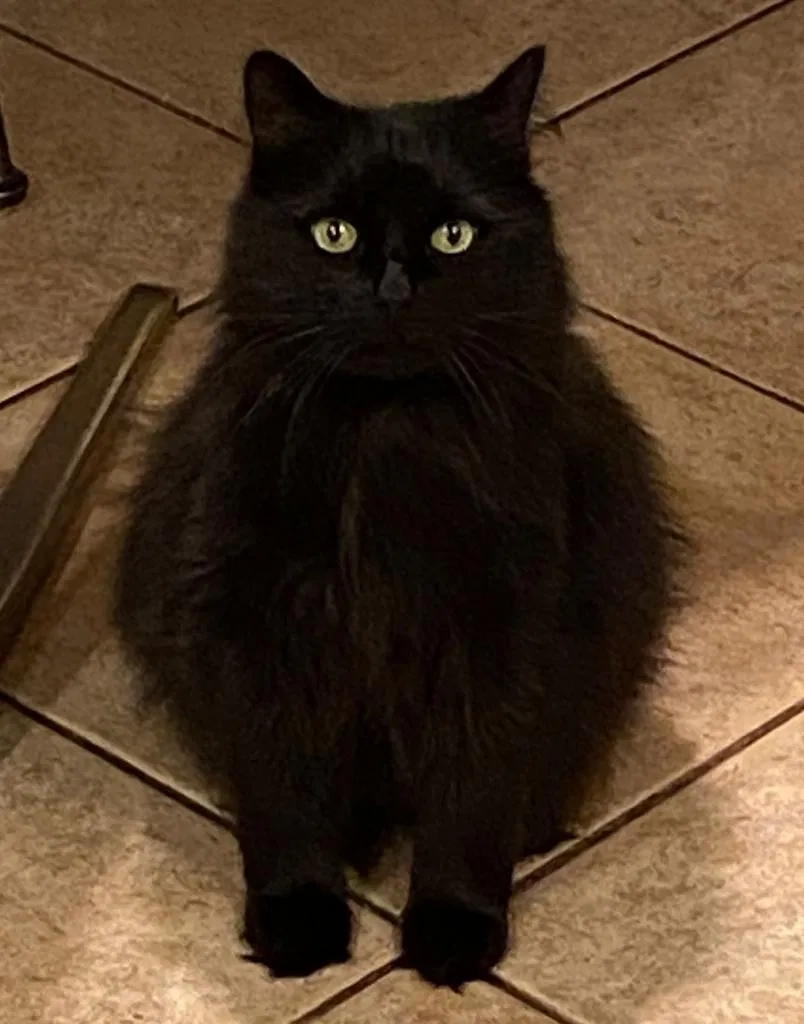 Lost cat in Roslyn, NY, 11576