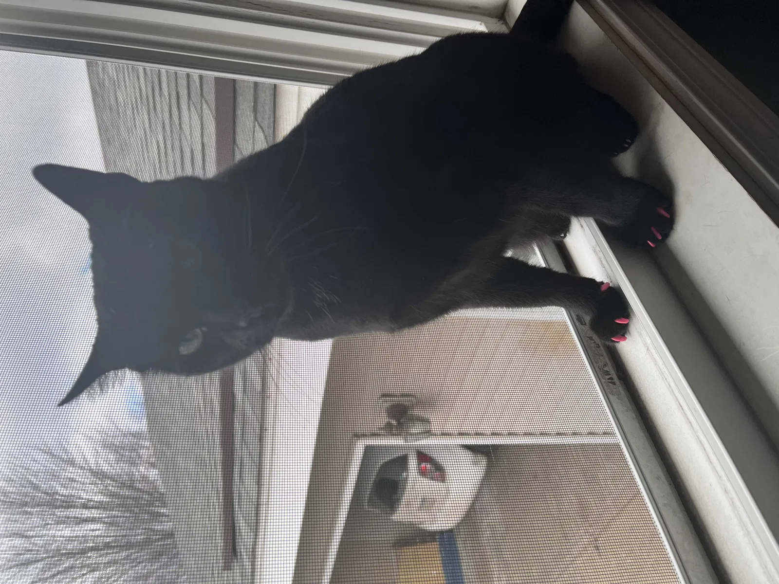 Lost cat in Minneapolis, MN, 55449