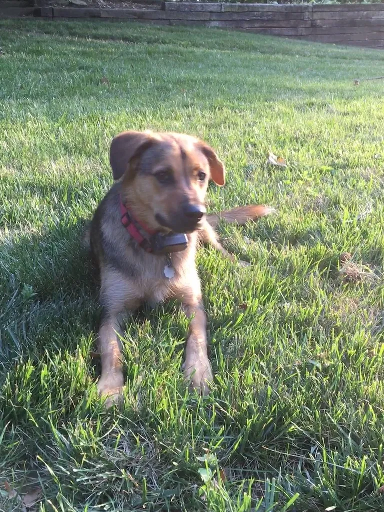 Lost dog in Mount Juliet, TN, 37122