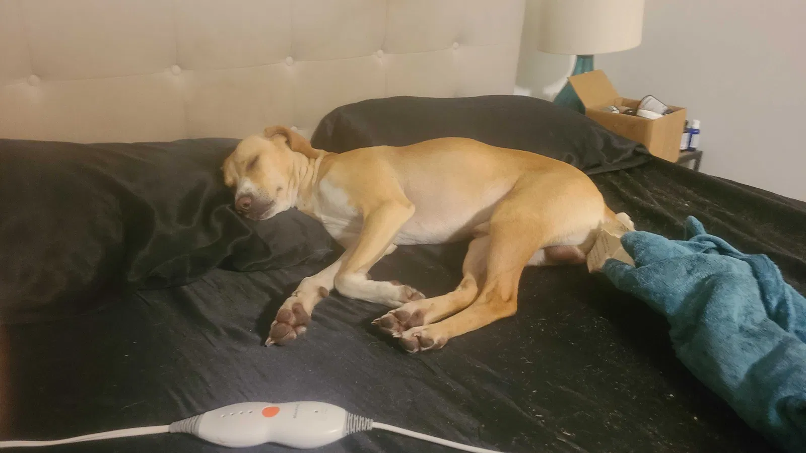 Lost dog in Greenville, FL, 32331