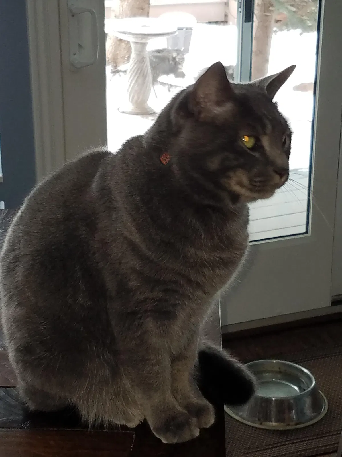Lost cat in Bountiful, UT, 84010