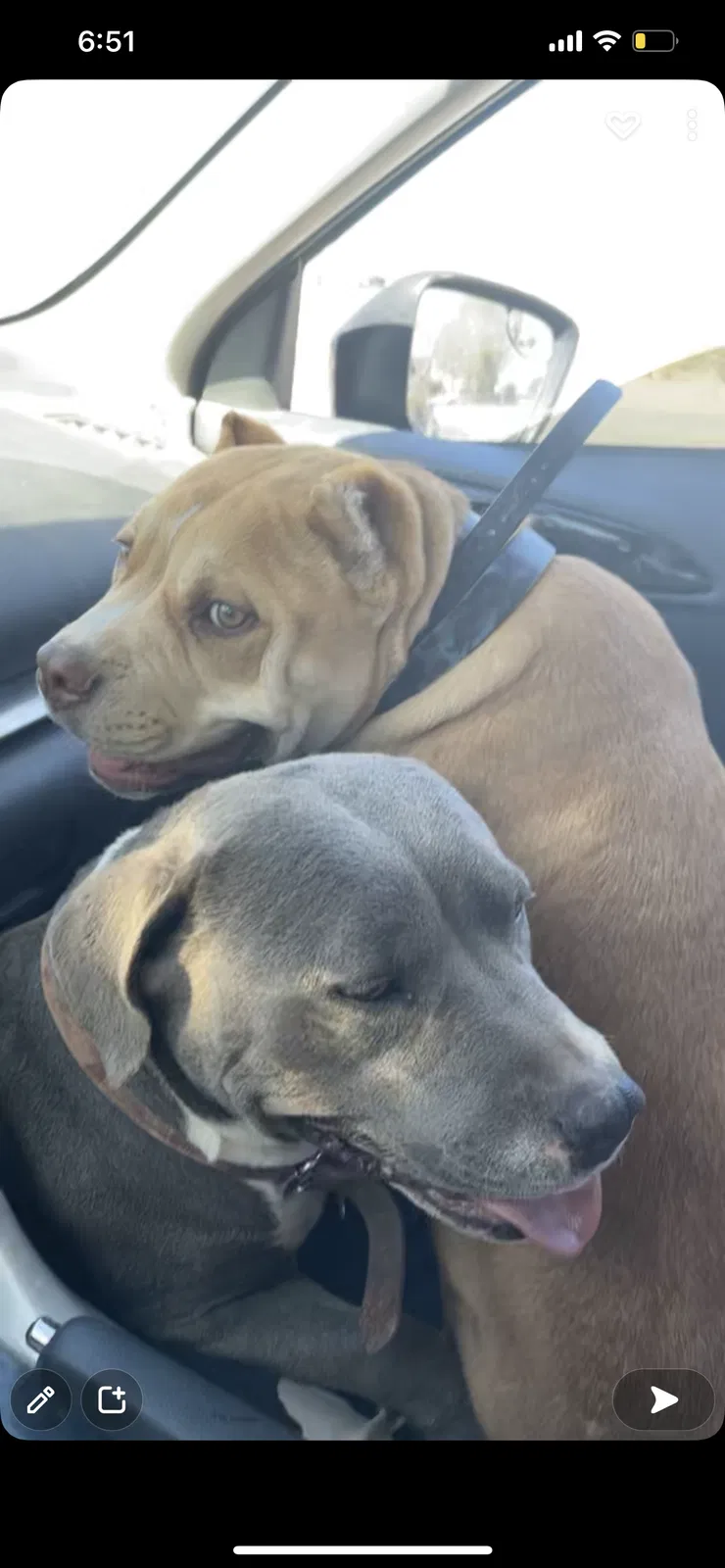 Lost dog in Placitas, NM, 87043