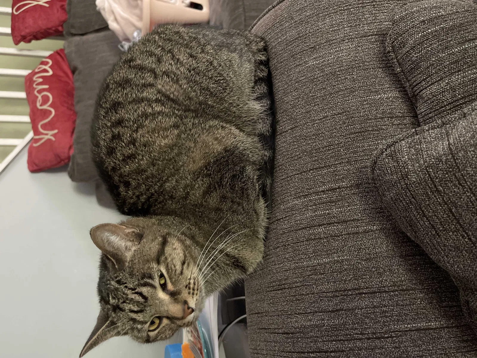 Lost cat in Wichita, KS, 67217