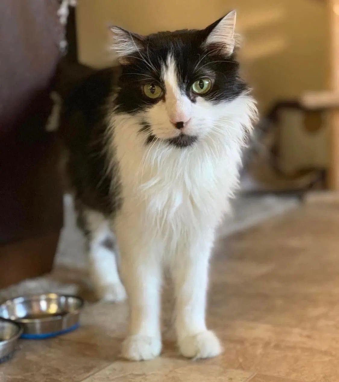 Lost cat in New Braunfels, TX, 78130