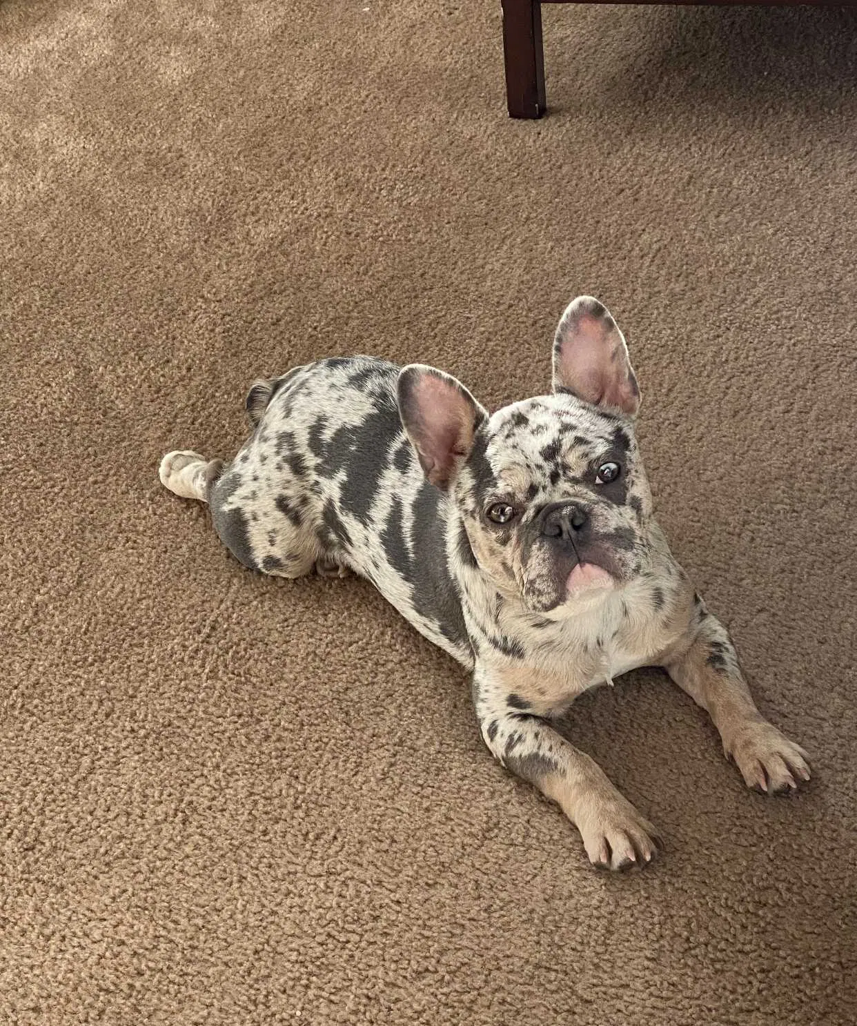 Lost dog in Tracy, CA, 95376