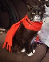 Lost cat in Hamburg, PA, 19526
