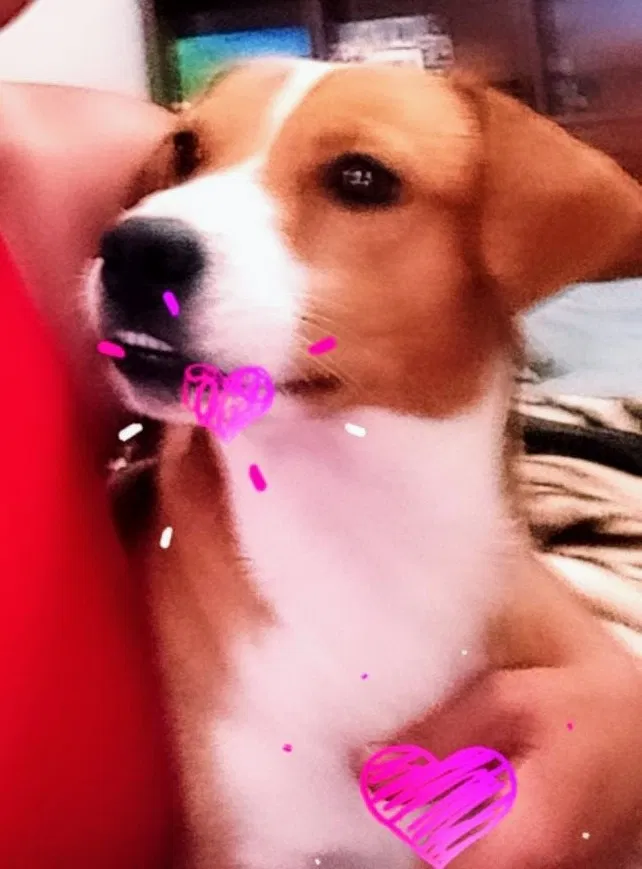 Lost dog in Killeen, TX, 76543