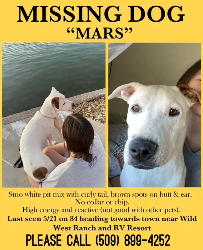 Lost dog in Maricopa, AZ, 85138
