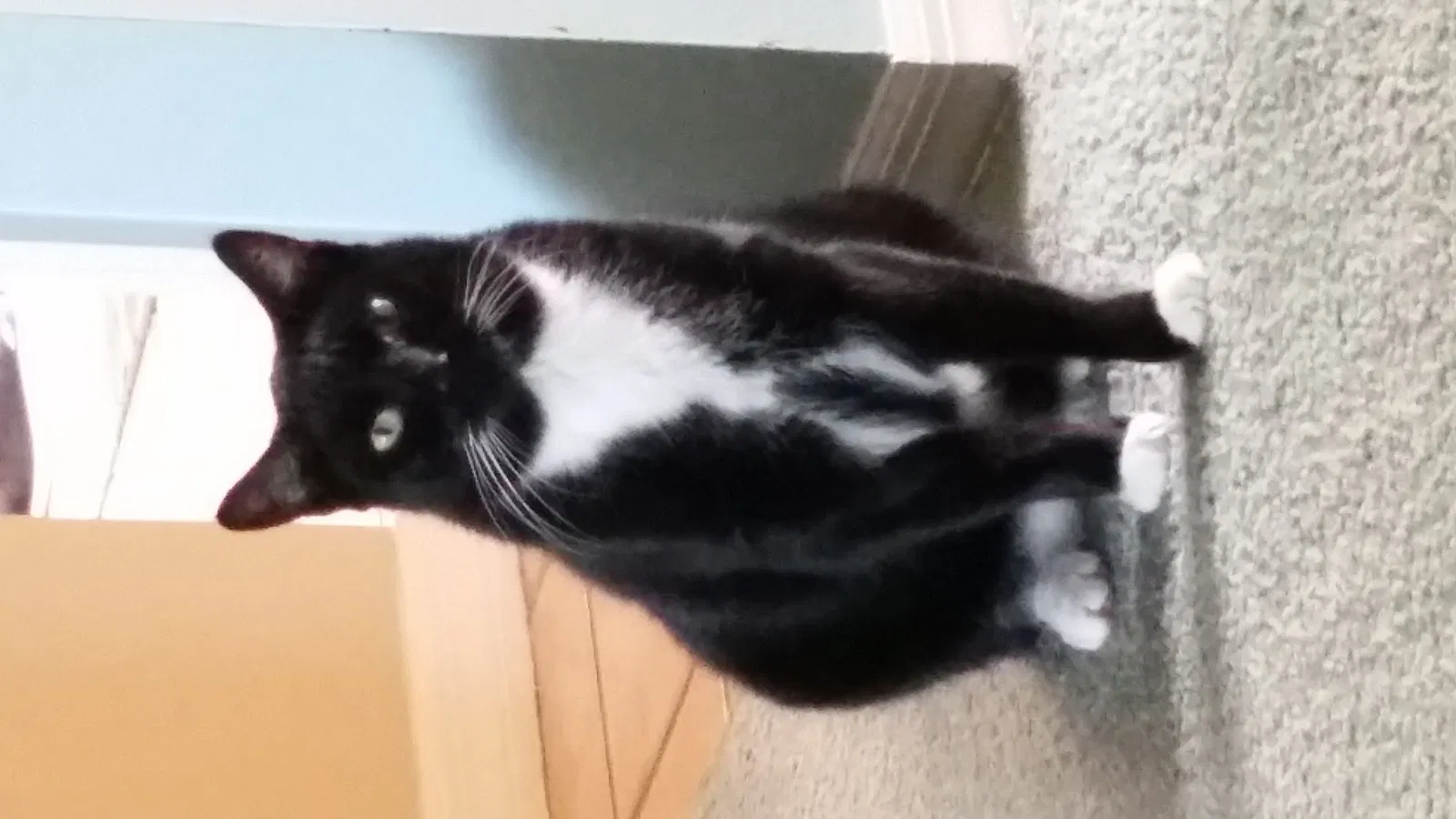 Lost cat in Vero Beach, FL, 32962