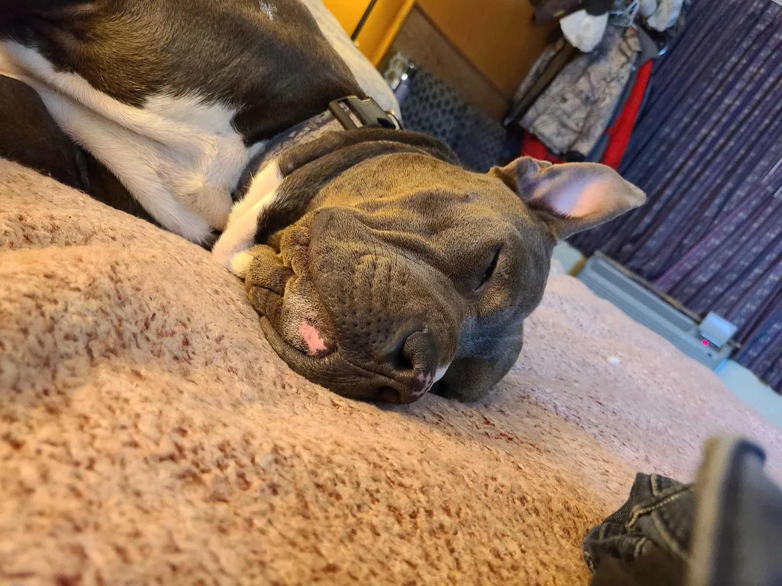 Lost dog in Murfreesboro, TN, 37130