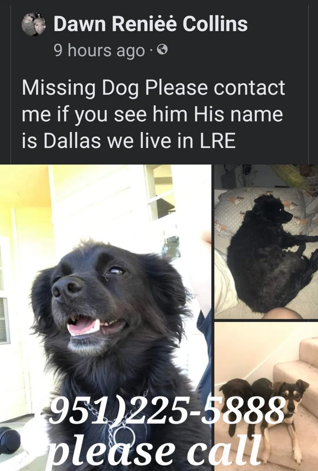 Lost dog in Aguanga, CA, 92536