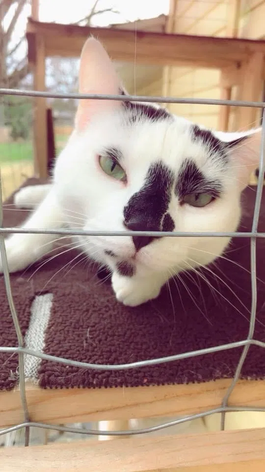 Lost cat in East Peoria, IL, 61611