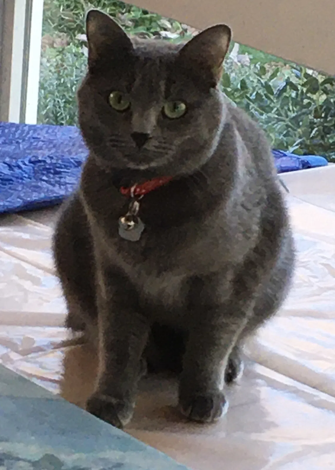 Lost cat in Columbia, SC, 29212